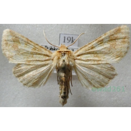 Conisania luteago (Denis & Schiffermüller, 1775) Poland19k